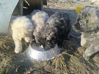 Predám šteňatá - 2