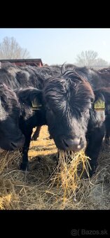 Jatočné býčky - 2