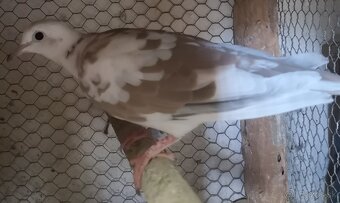 Predám chichotavé hrdličky . - 2