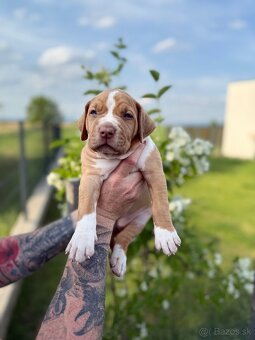 American bully XL/XXL s PP/stafford/pitbull/cane corso - 2