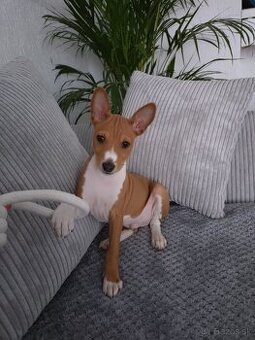Basenji - 2