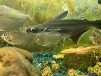Panagasius - 2