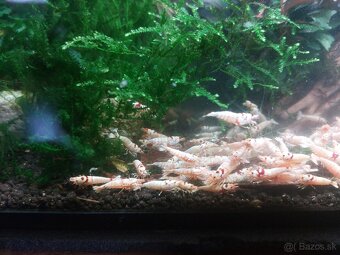 Predam krevetky Caridina - 2
