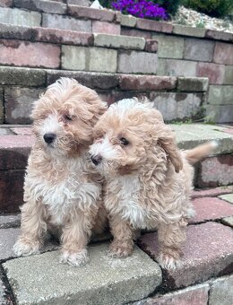 Maltipoo, pudel, maltezak - 2