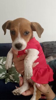 Jack Rasel terrier - 2