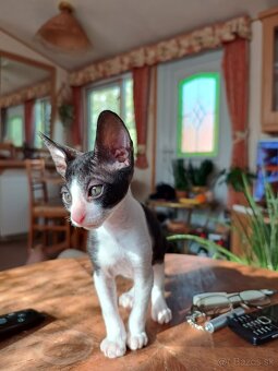 Cornish rex - 2