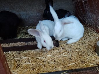 Predám králiky rôznych plemien a sfarbenia - 2