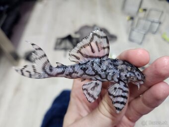 L 236 Super White - dospelá skupinka - 2