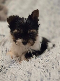 Biewer yorkshire terier - 2