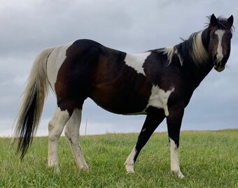 Pripúšťanie APH žrebcom - 2