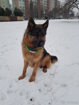 Nemecký ovčiak-krytie - 2