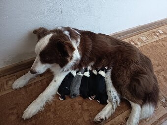 Border kólia šteniatka - 2