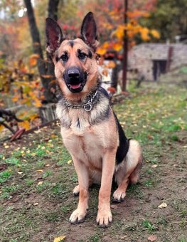 Nemecký ovčiak - 2