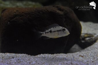 Geophagus sp. Alto sinu- odchov - 2