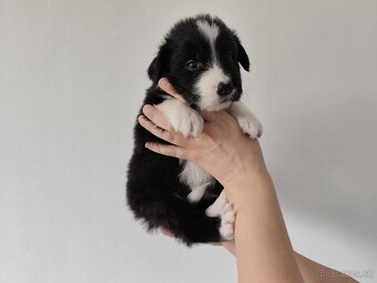 Border collie/Border kólia s preukazom o pôvode (PP) - 2