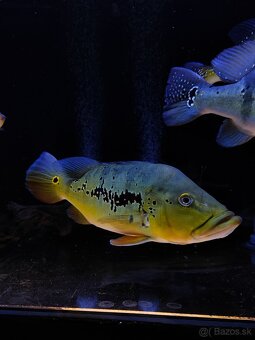 Cichla ocelinea - 2