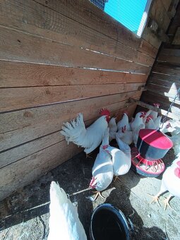 Leghorn - 2