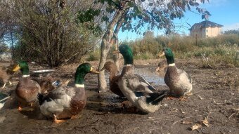 Predám Ruánske kačice - 2