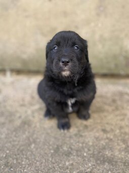 Golden Aussie steniatka - 2