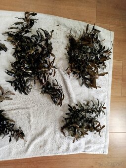 Predam rastlinky Bucephalandra - 2