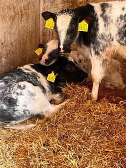 Belgické modré - 2