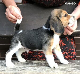 Bígel Beagle Bigl s PP FCI - 2