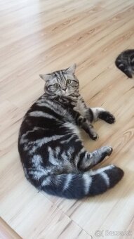 Whiskas mačiatka - 2