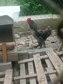 Predám ruanskeho káčera a kohuta - 2