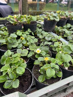 Jahodove planty - 2