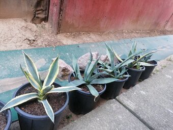 Kaktus, Agave - 2