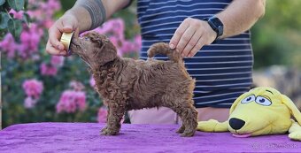 Stredne Veľký Pudel - Medium Poodle - 2
