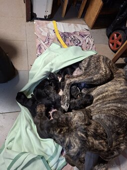 Cane corso - 2