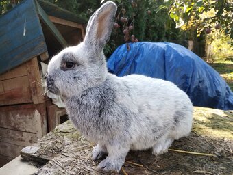 Veľký svetlý strieborný králik - tetované ocenené - 2