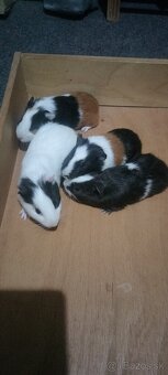 Morské prasiatka - 2