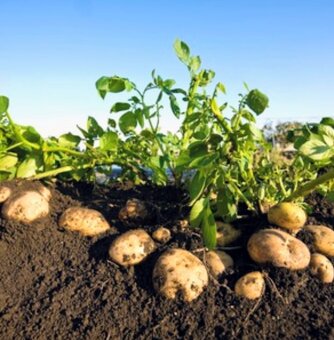 Zemiaky konzumne na uskladnenie - 2