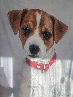 Obliečky na vankúš a paplón - 2