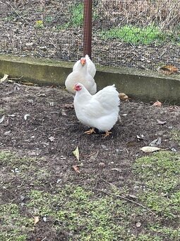 Wyandotka biela - zdrobnelá - 2