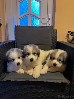 Pyrenejský horský pes - 2