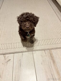 Predaj šteniatko Lagotto Romagnolo - 2