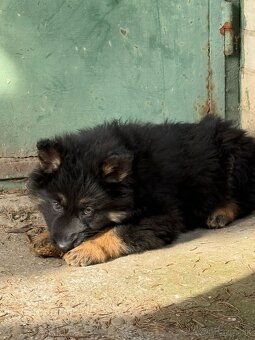 Nemecky ovciak fenka bez PP - 2