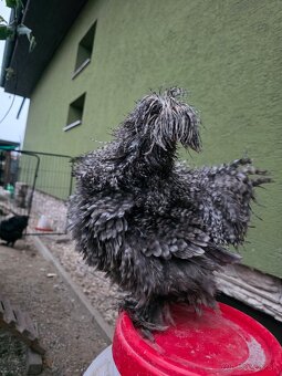 Hodvábničky USA - 2