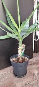 Yucca elephantipes - 2