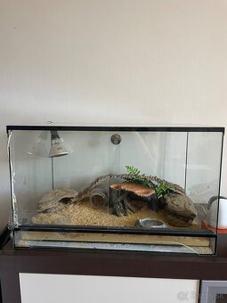 Predam terarium - 2