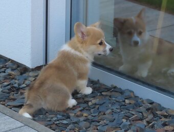 welsh corgi - 2