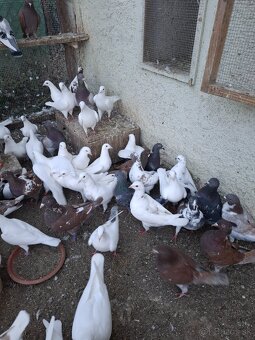 Predam holuby Kalifornské,Hubel - 2