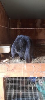 Francuzsky baran - 2