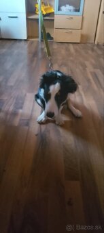 Bordel Kólia Šteniatko - 2