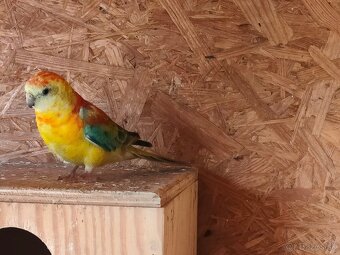 Papagáj spevavy - 2