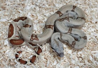 Boa imperator - Normal a Hypo 66% het Sterling VPI - 2