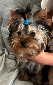 Yorkshire terrier s PP FCI - 2